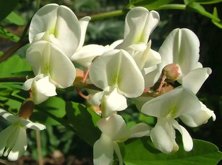 Robinia fiorita