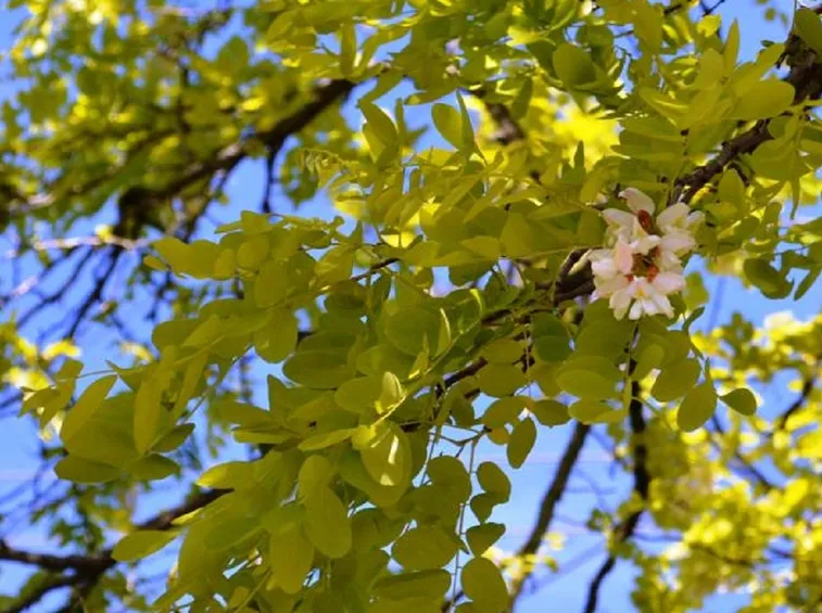 Acacia pianta latifoglie