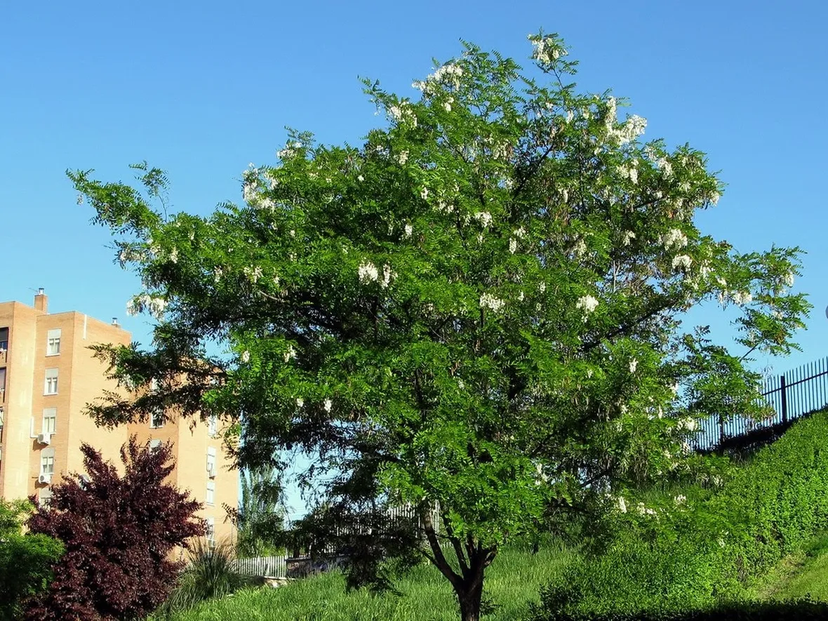 Pianta robinia