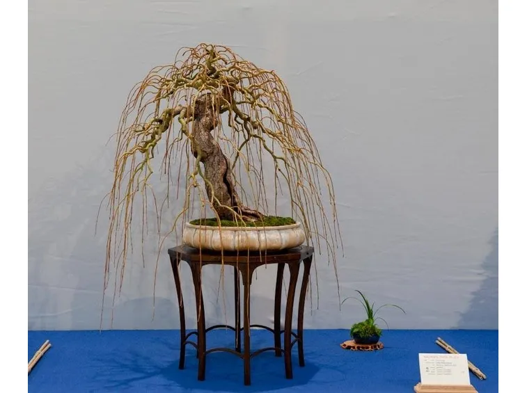 Bonsai, salice senza foglie.