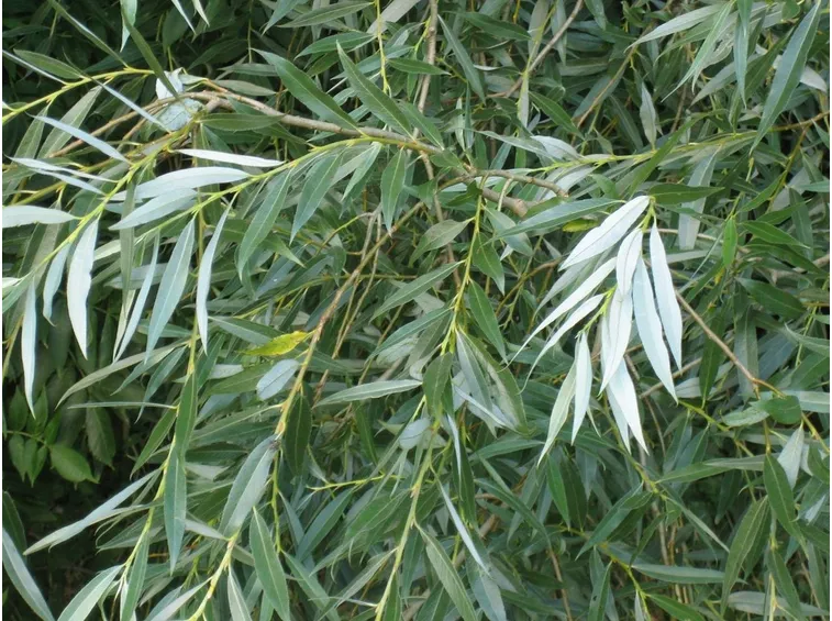 Foglie di salix alba