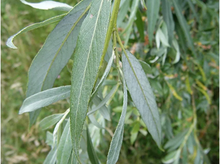 Particolare foglie