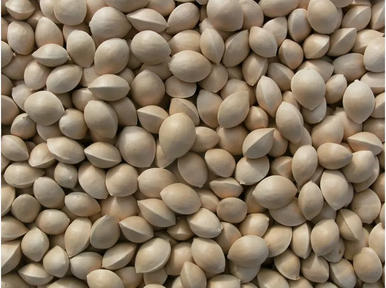 Semi di ginkgo