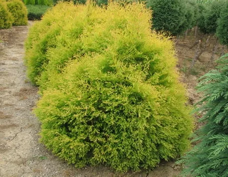 Thuja occidentalis Rheingold