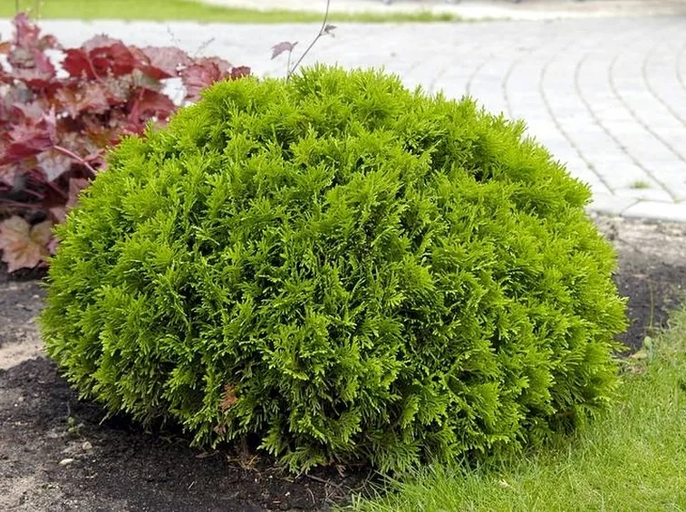 Thuja occidentalis Danica