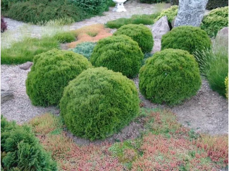 Thuja occidentalis Kobold