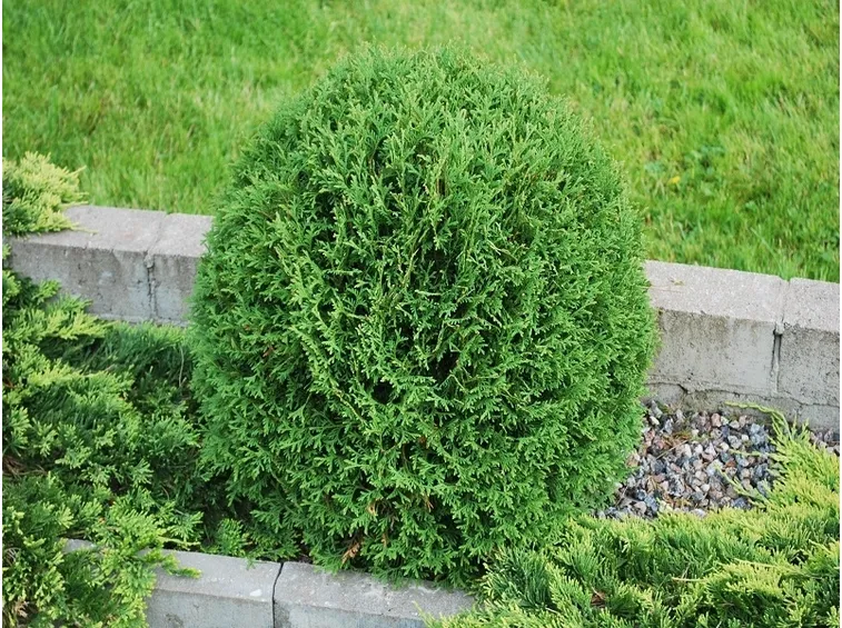 Thuja occidentalis Tiny Tim