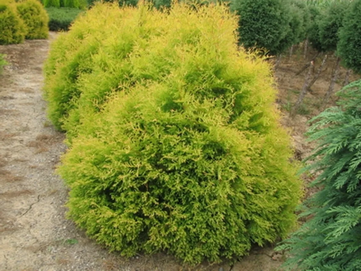 Thuja occidentalis Rheingold