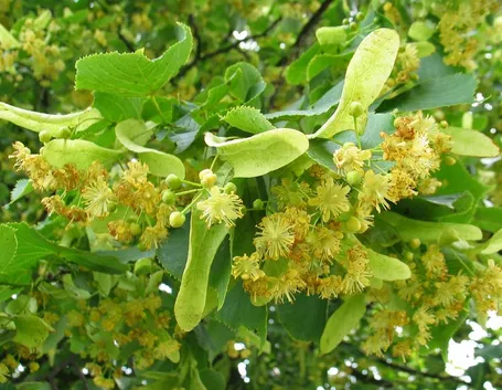 Fioritura tilia tomentosa