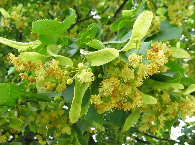 Fioritura tilia tomentosa