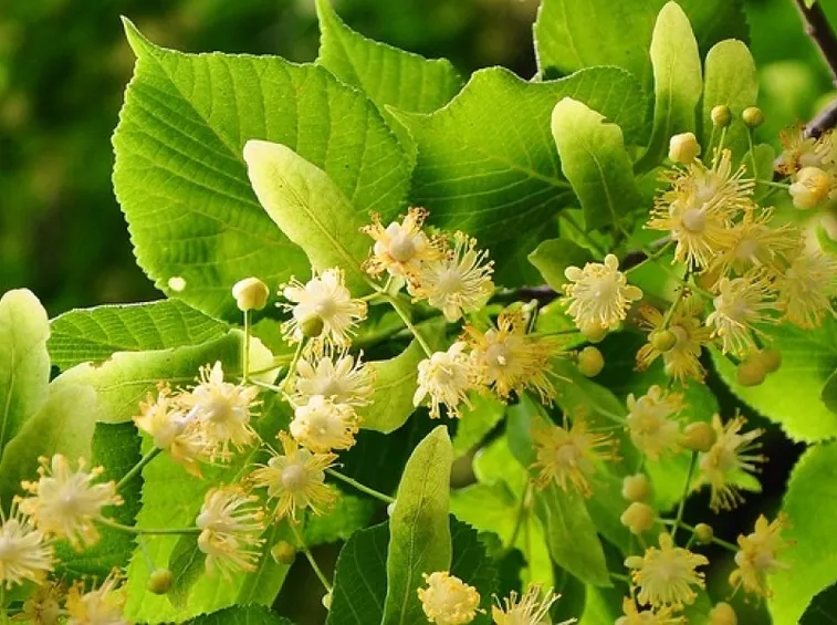 Ramo fiorito tilia