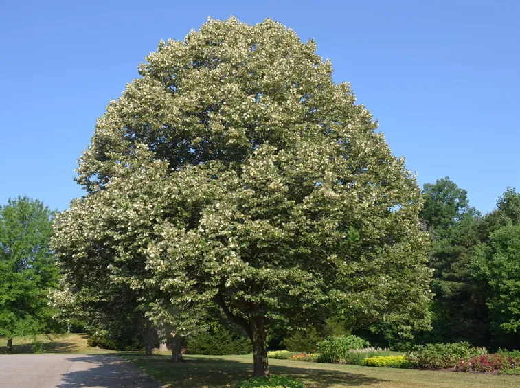 Albero tiglio