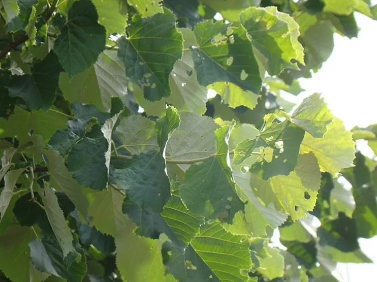 Foglie tilia tomentosa