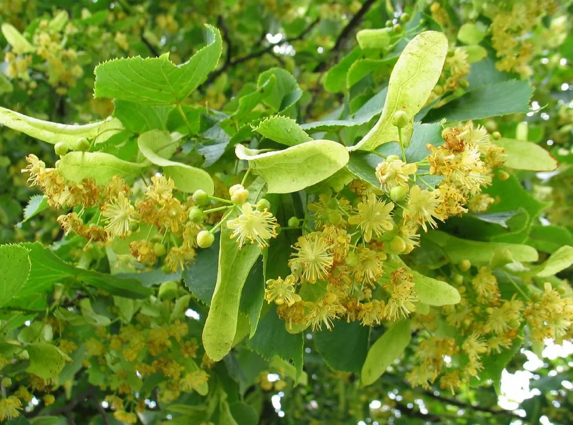 Fioritura tilia tomentosa