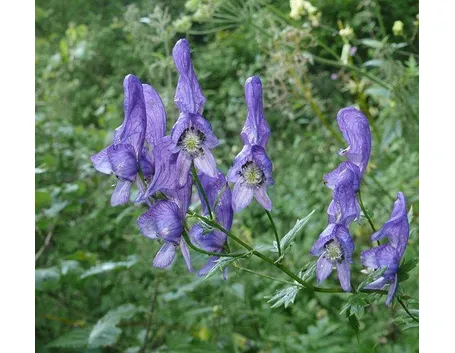 Fiori di aconito
