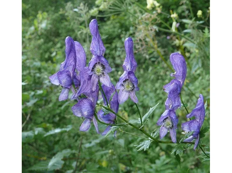 Fiori di aconito