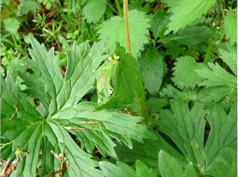 Foglie dell'aconito