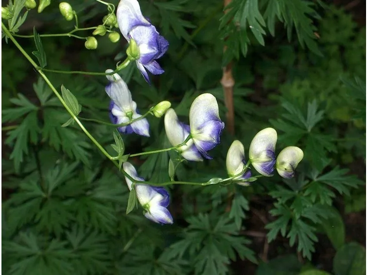 Fiori di aconito