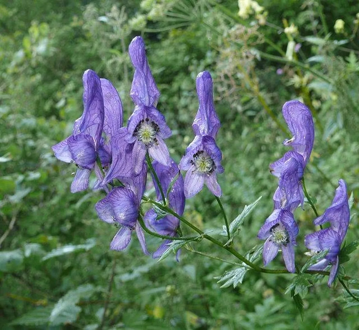 Fiori di aconito