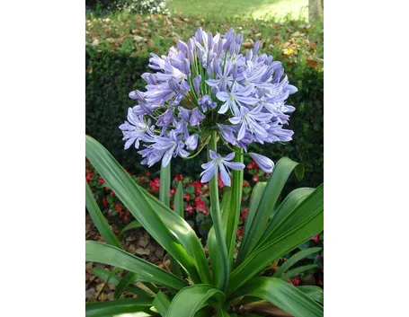 Agapanthus