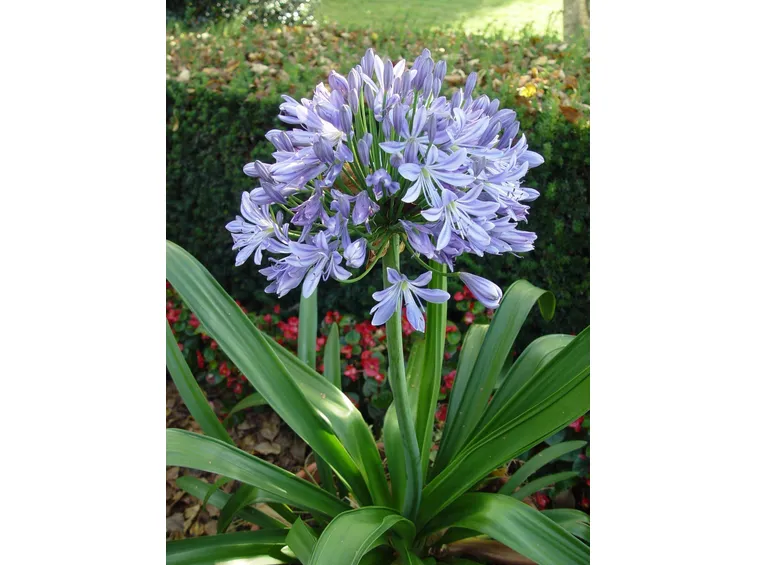 Agapanthus