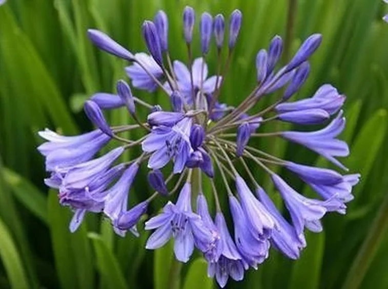 Agapanthus