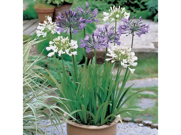 Agapanthus