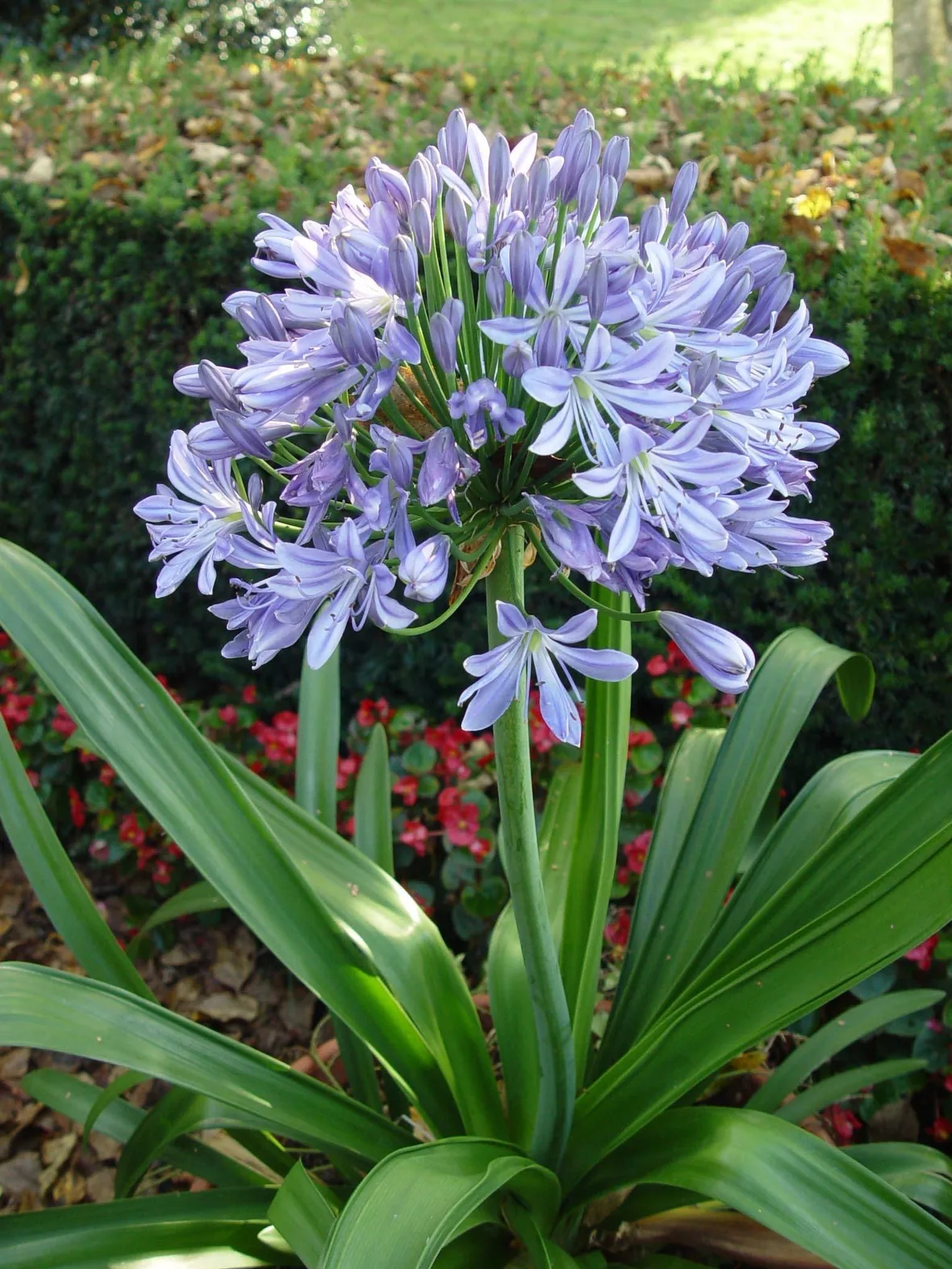 Agapanthus