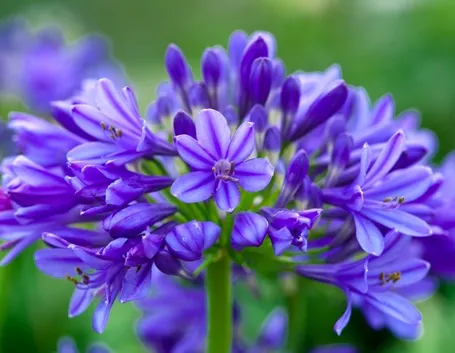 Fiori di apaganto lapis lazuli