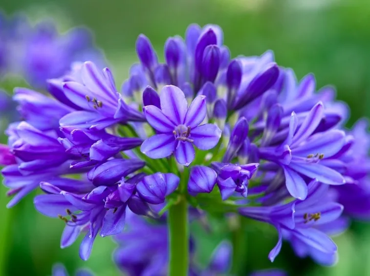 Fiori di apaganto lapis lazuli