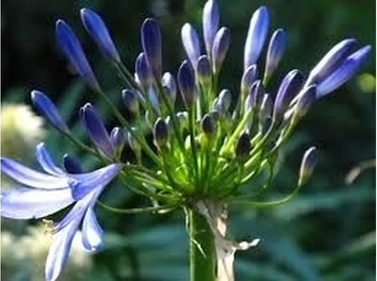 Boccioli di Agapanto