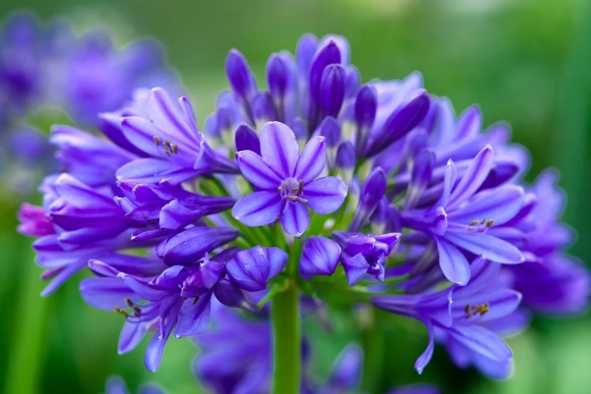 Fiori di apaganto lapis lazuli