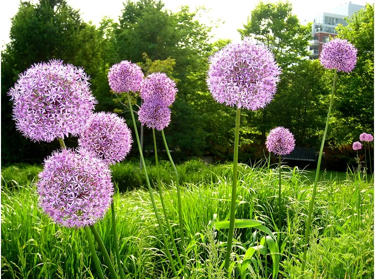 allium