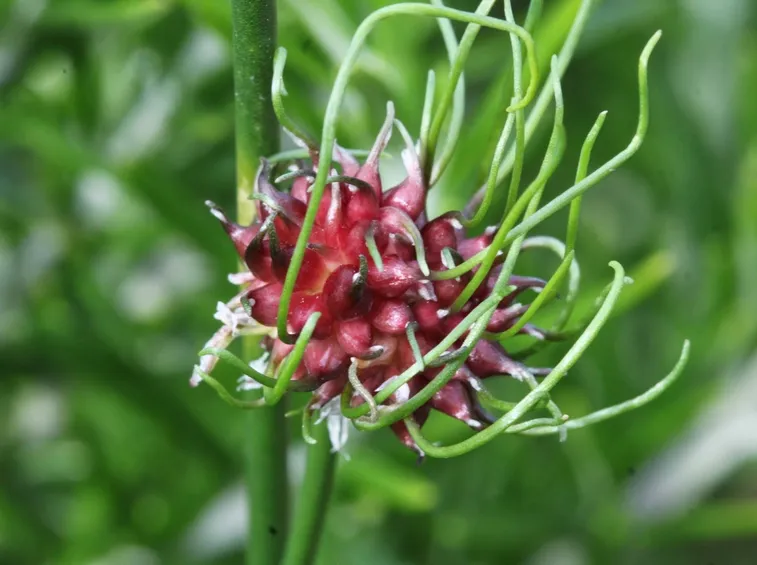 allium vineale