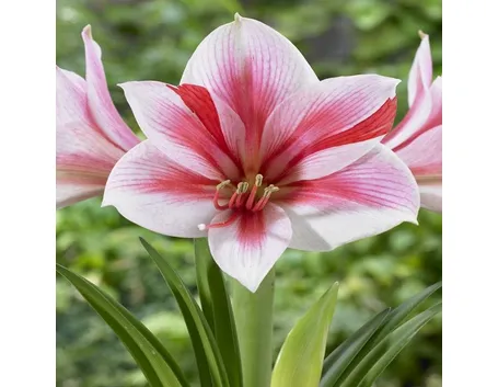 Fiori di Amaryllis Gervase