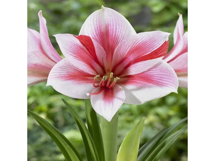 Fiori di Amaryllis Gervase
