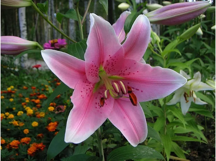 Fiore della pianta Amaryllis belladonna
