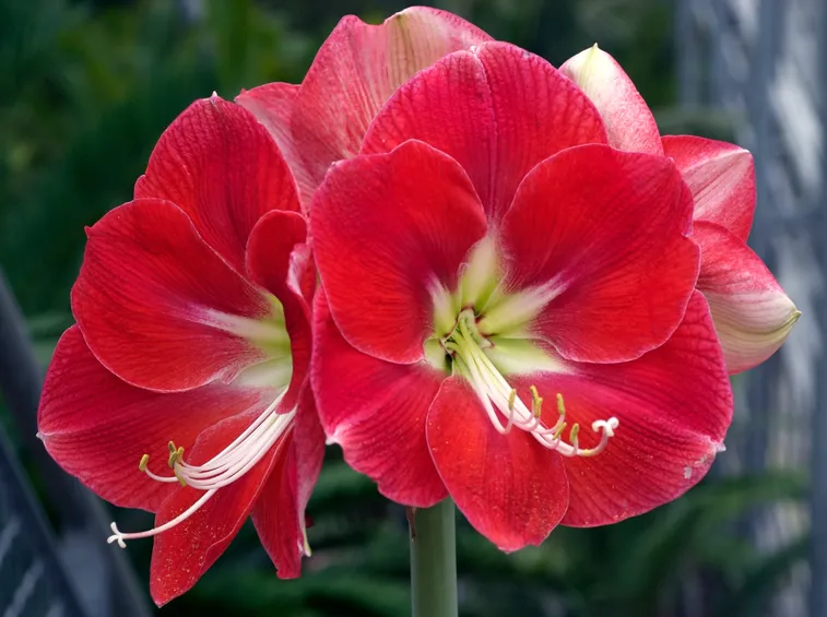 Fiore di Amaryllis Monaco
