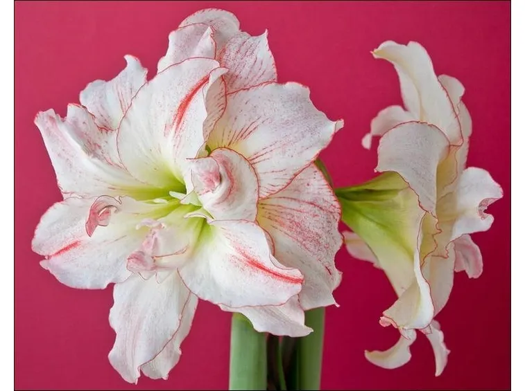 Fiore di Amaryllis Aphrodite