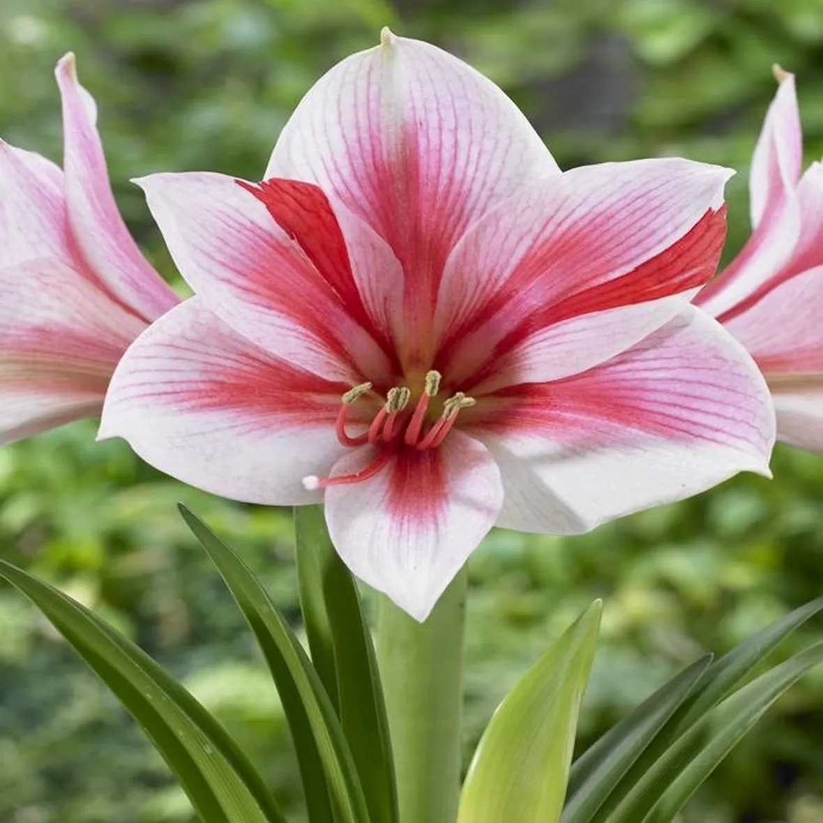 Fiori di Amaryllis Gervase