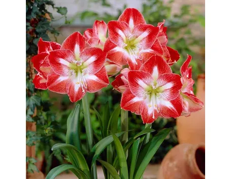 Amarillis