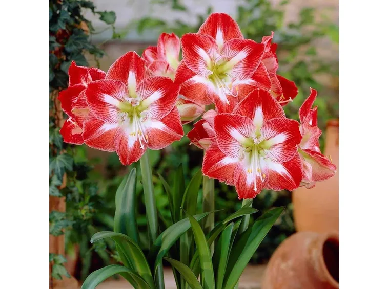 Amarillis
