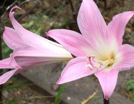 Amaryllis belladonna: particolare fiori