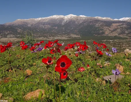 Anemone coronaria che cresce spontanea in montagna
