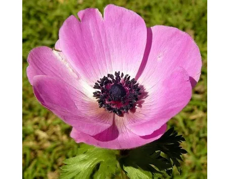 anemone