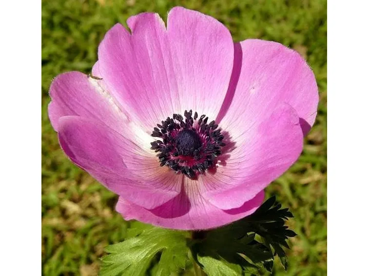 anemone