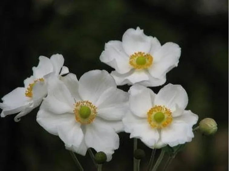 Anemoni bianchi