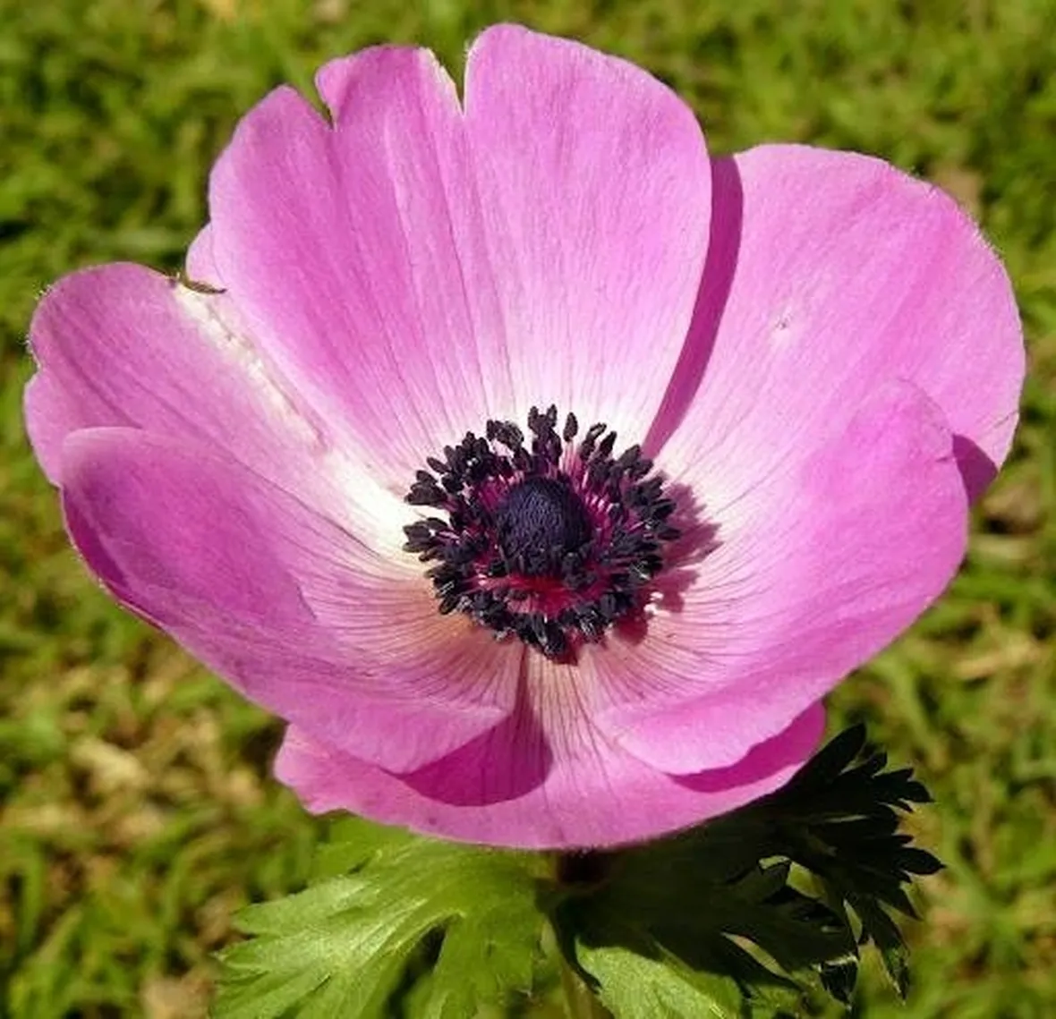 anemone