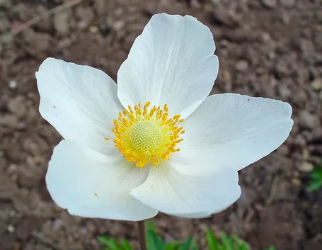 Un esempio di anemone di colore bianco