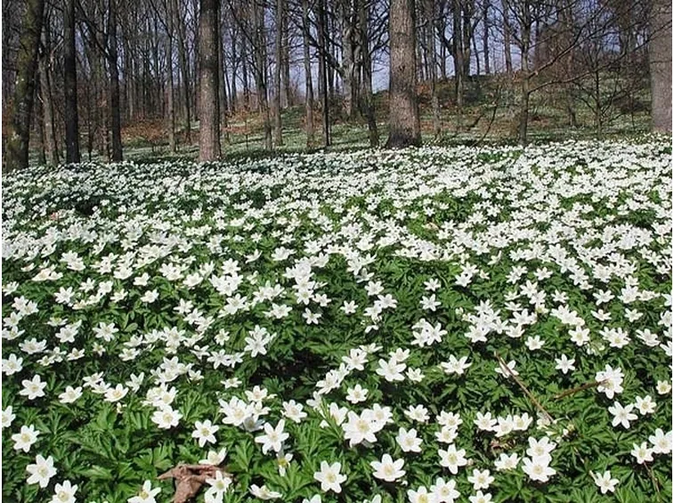 Anemoni bianchi che crescono spontaneamente in montagna